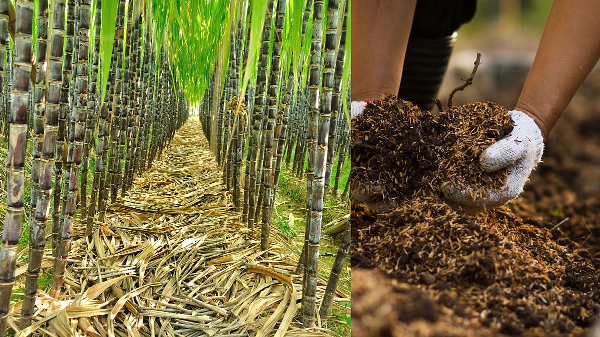 Compost Making : टाकऊ ऊस पाचटापासून लवकर कुजणार कंपोस्ट कसं बनवाल?|How ...