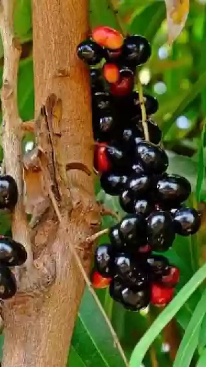 Jamun Production : जांभळाच्या उत्पादनात घट ; पण भाव मात्र चांगला ...