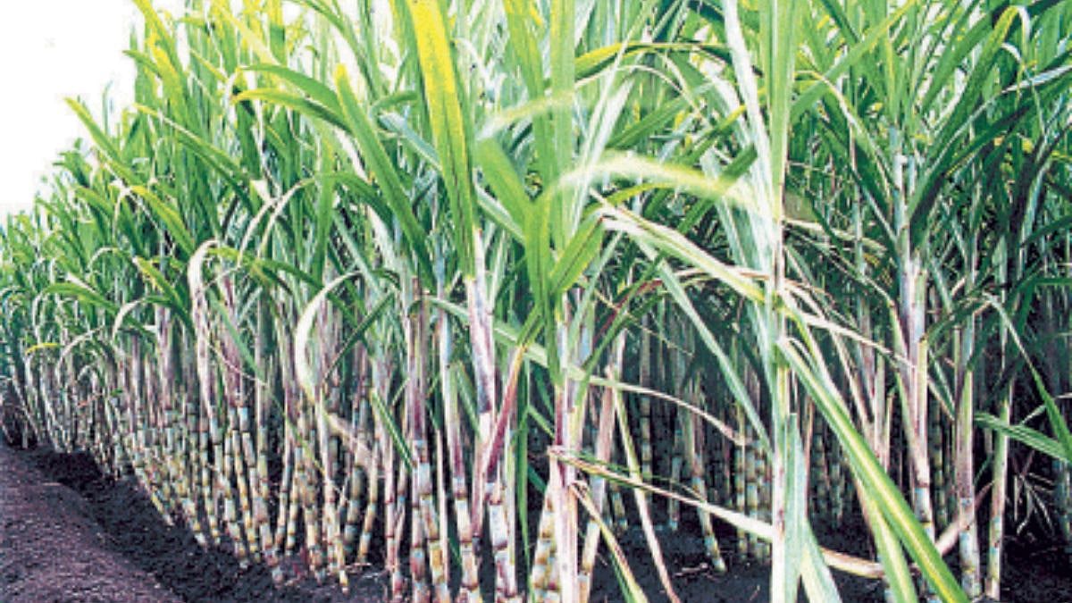 Sugarcane Cutting | सिंधुदुर्गातील ५८ हजार टन उसाची तोडणी पूर्ण ...