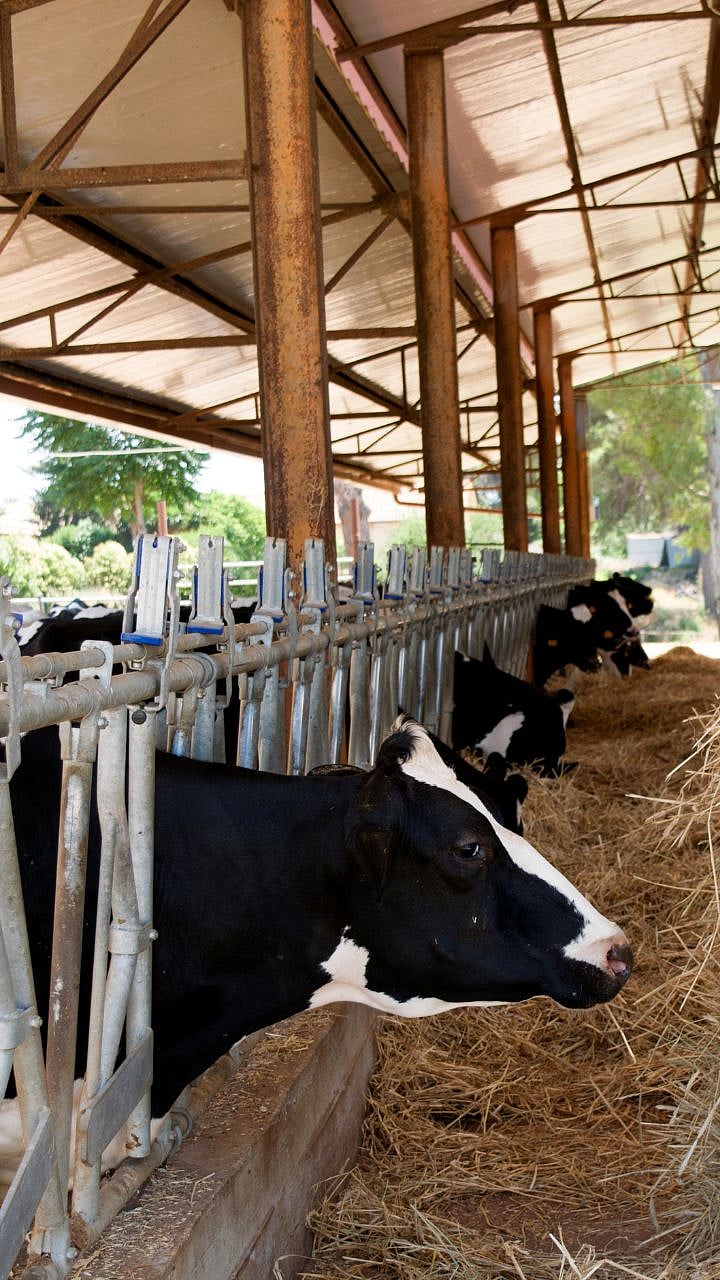 Animal Heat Stress : जनावरांतील उष्णतेचा ताण कमी करण्याचे उपाय|Measures ...