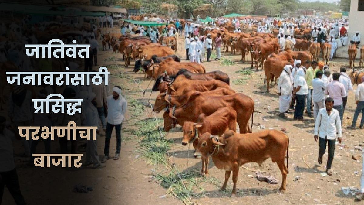 Animal Market | जातिवंत जनावरांसाठी प्रसिद्ध परभणीचा बाजार | Parbhani ...