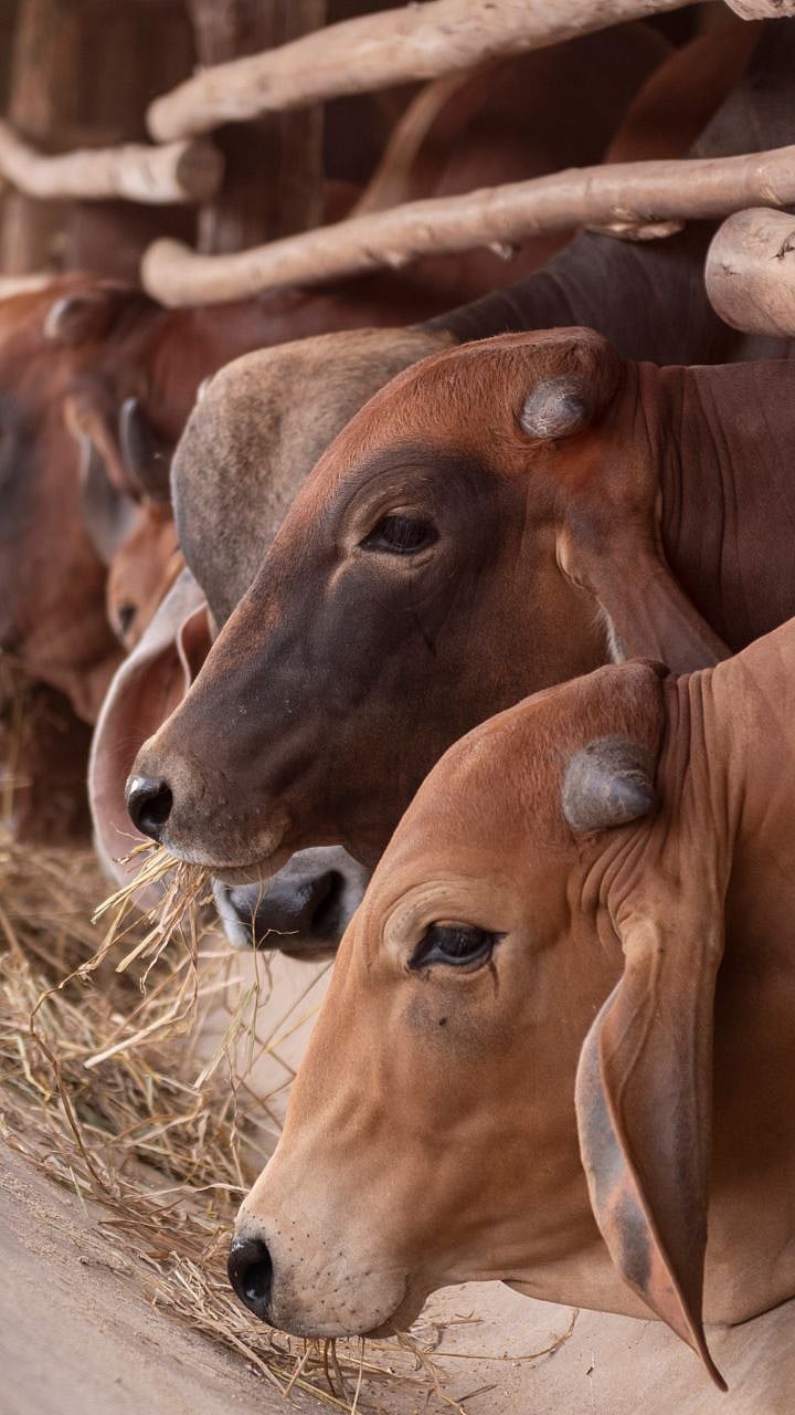 Fodder Storage : असा साठवून ठेवा चारा ; होणार नाही खराब|Store such ...