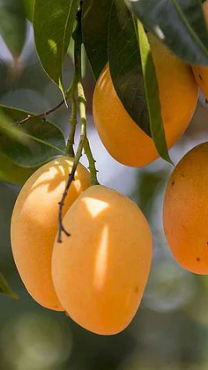 Mango Production | फळांचा राजा असणाऱ्या अंबा उत्पादनात ही राज्य आहेत ...