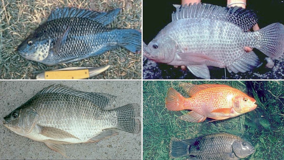 Aquaculture | मत्स्यशेतीसाठी फायदेशीर तिलापिया प्रजाती | Beneficial ...