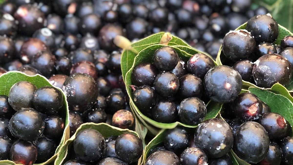 Karvand berries