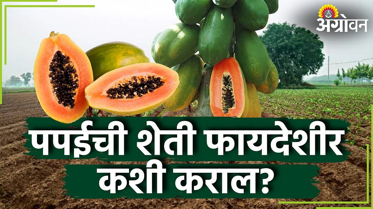 Papaya Farming : पपई शेतीची संपूर्ण माहिती | Farming News