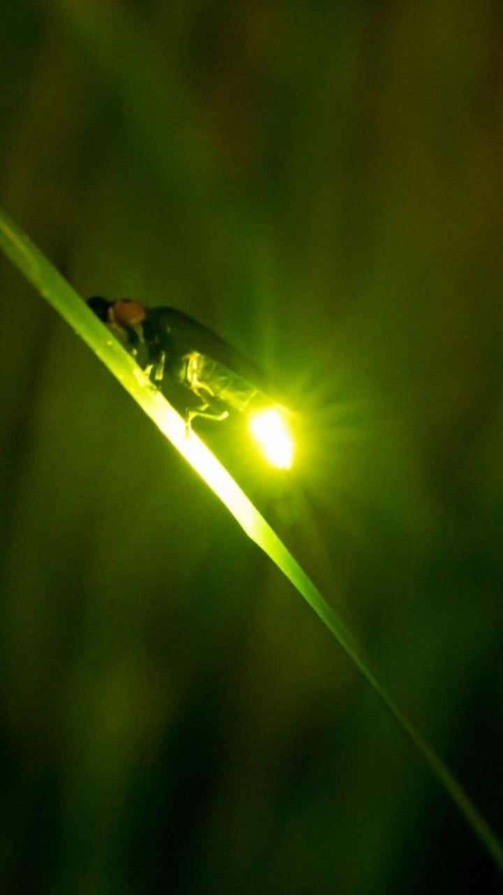 Kajava : अंधारात लुकलुकणारे काजवे तर शेतकऱ्यांचे मित्र |Fire flies are ...