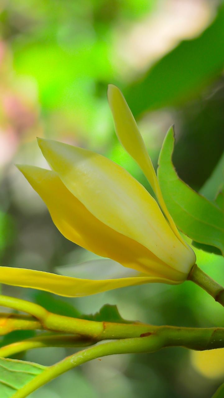 Sonchafa Cultivation : सोन्यासारख्या सोनचाफ्याची लागवड कशी करायची ...