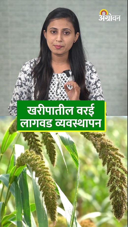 Varai Sowing : खरीपात वरई पेरणीचे नियोजन