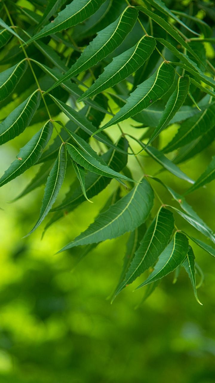 Neem Leaves Benefits । उपाशीपोटी कडुनिंबाची पाने चघळल्याने काय होते ...