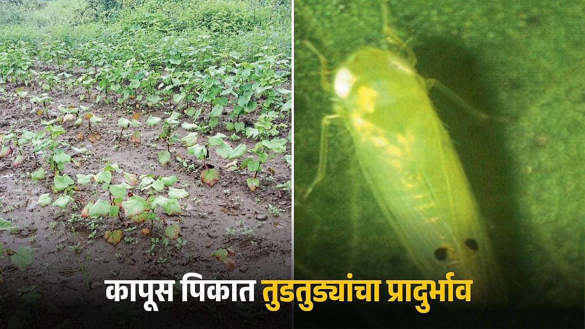 Cotton Pest Management | कापूस पिकात तुडतुड्यांचा प्रादुर्भाव वेळीच ...