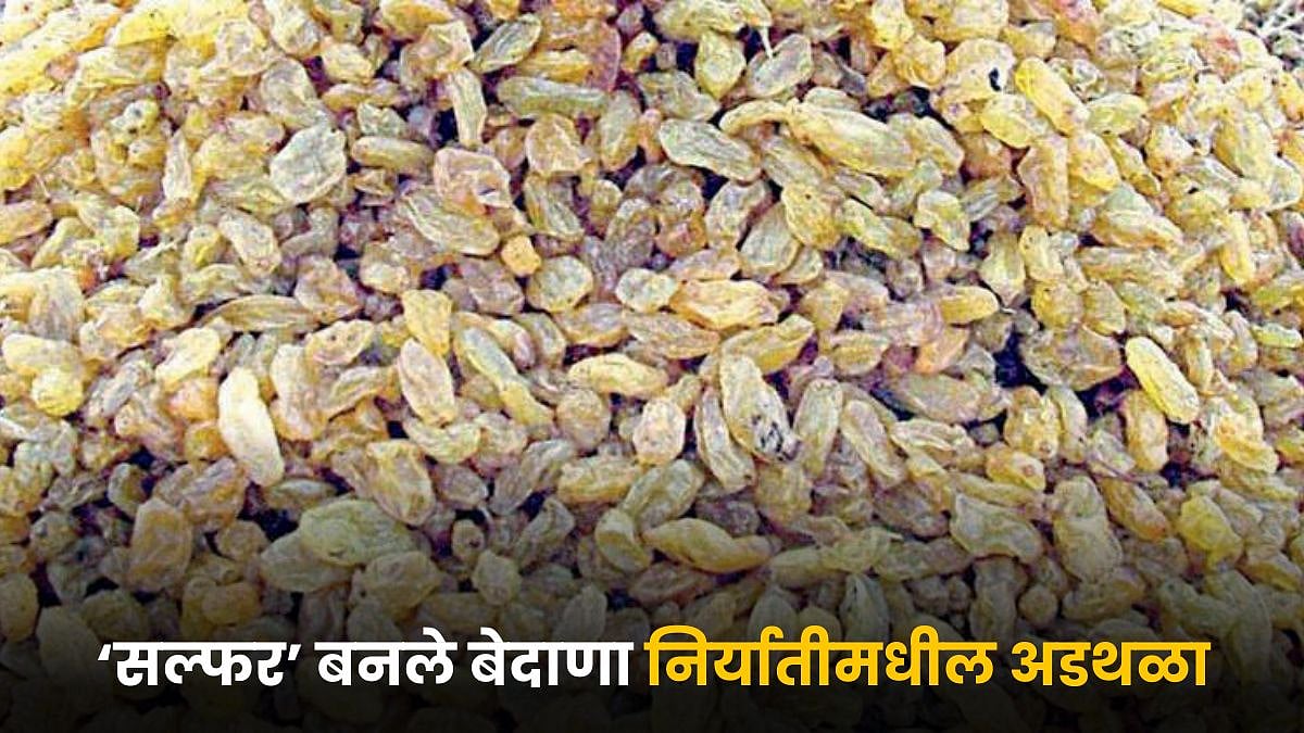 Raisin Export | ‘सल्फर’ बनले बेदाणा निर्यातीमधील अडथळा | Sulfur has ...