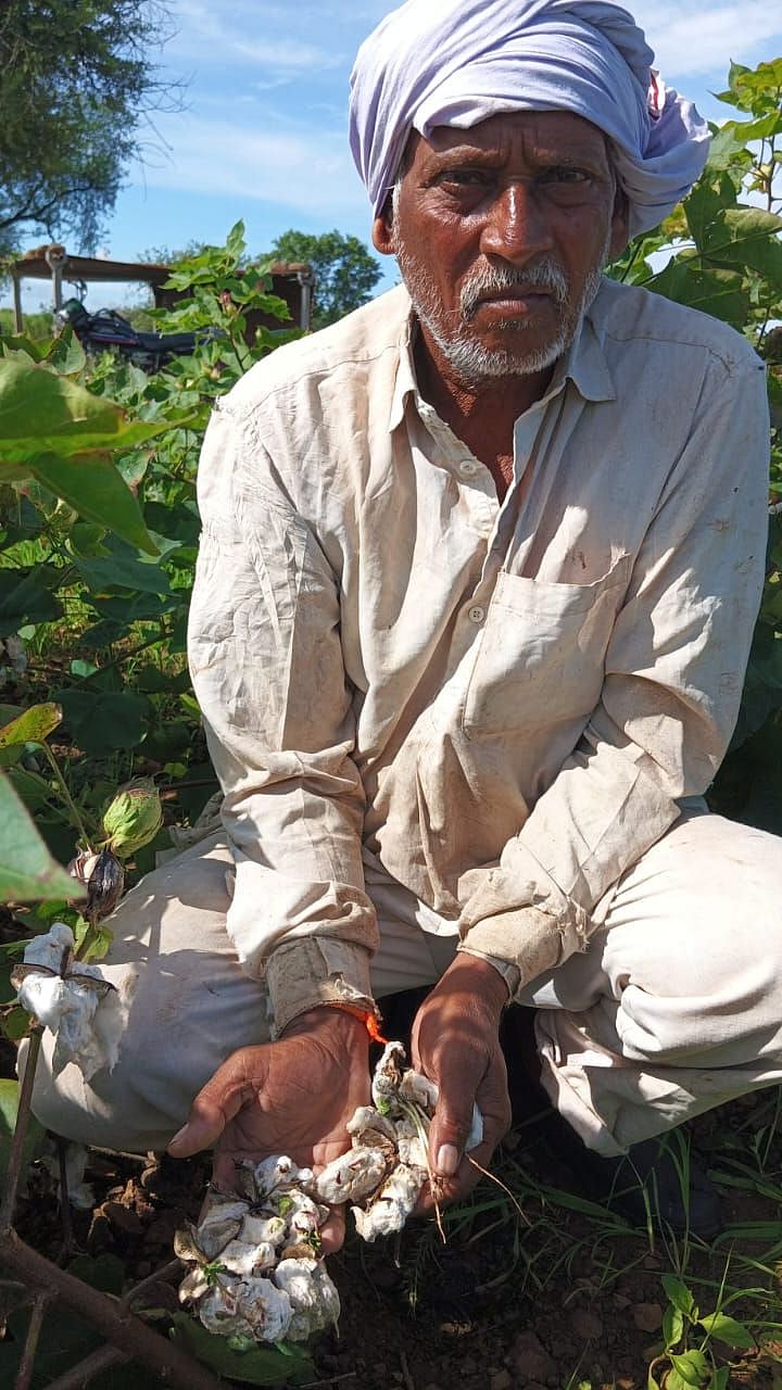 Beed Cotton Farmer|कापसाला बोंडातच फुटले कोंब, बीड जिल्ह्यातील शेतकरी ...