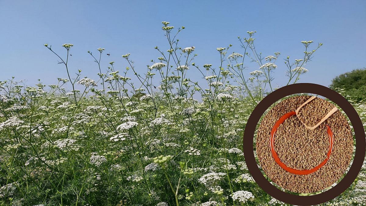 Ova Crop Cultivation News in Marathi : कमी पाण्यात हमखास उत्पादन देणारं ...