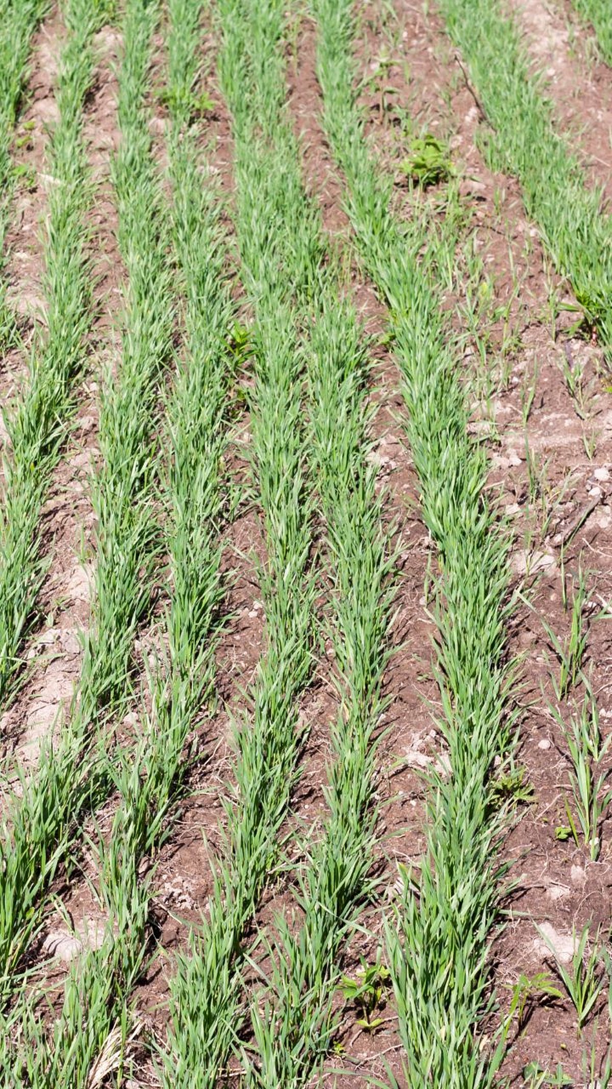 Oat Fodder Crop : पोषक, रुचकर चाऱ्यासाठी पेरा ओट|Sow oats for ...