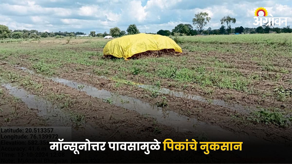 Crop Damage : शिरसी येथे १०२ मिमी पाऊस मॉन्सूनोत्तर पावसामुळे पिकांचे ...
