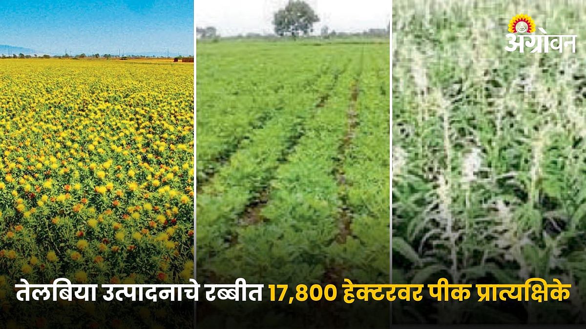 Rabi Crop Demonstration | तेलबिया उत्पादनाचे रब्बीत १७,८०० हेक्टरवर पीक ...