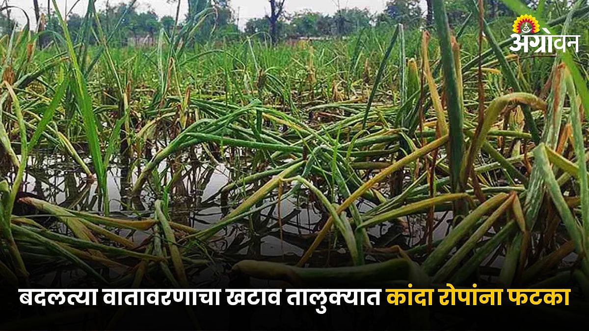 Onion Crop Damage | बदलत्या वातावरणाचा खटाव तालुक्यात कांदा रोपांना ...