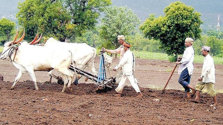 Jowar Sowing । नापेर क्षेत्रात ज्वारी, हरभऱ्याची पेरणी । Sowing of ...