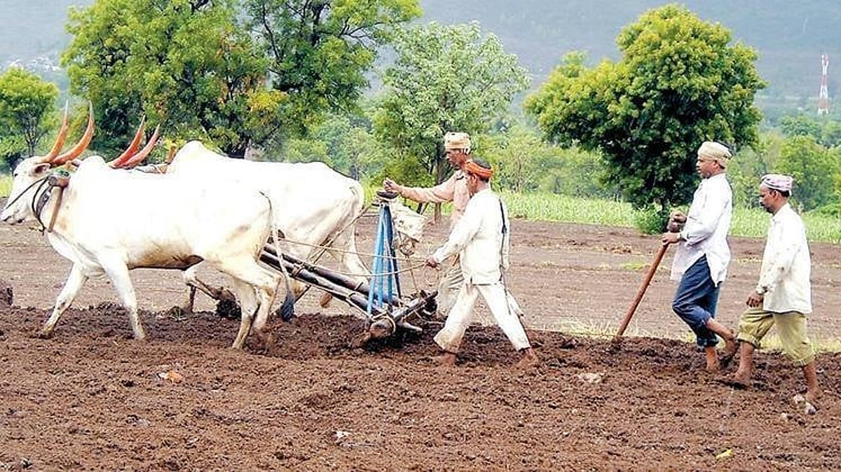 Jowar Sowing । नापेर क्षेत्रात ज्वारी, हरभऱ्याची पेरणी । Sowing of ...