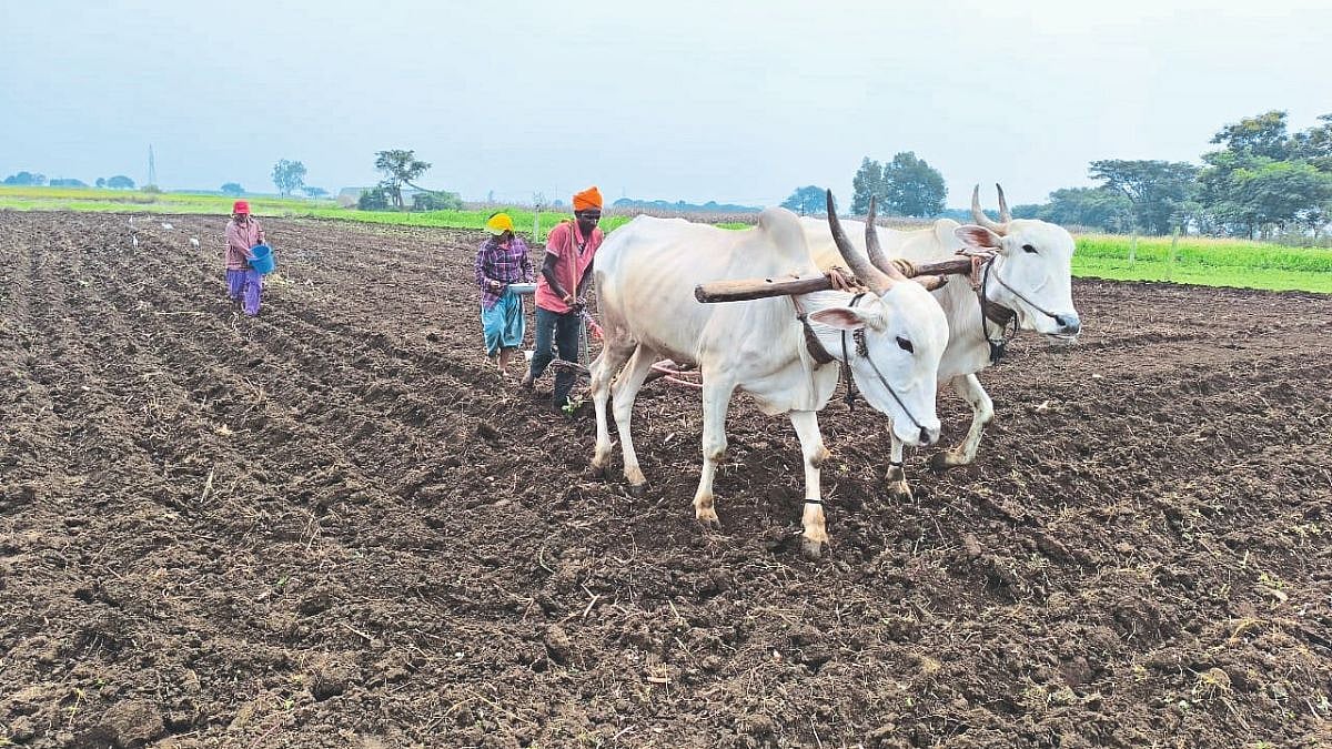 Rabi Season 2024 । सांगली जिल्ह्यात रब्बीचा एक लाख हेक्टरवर पेरा ...