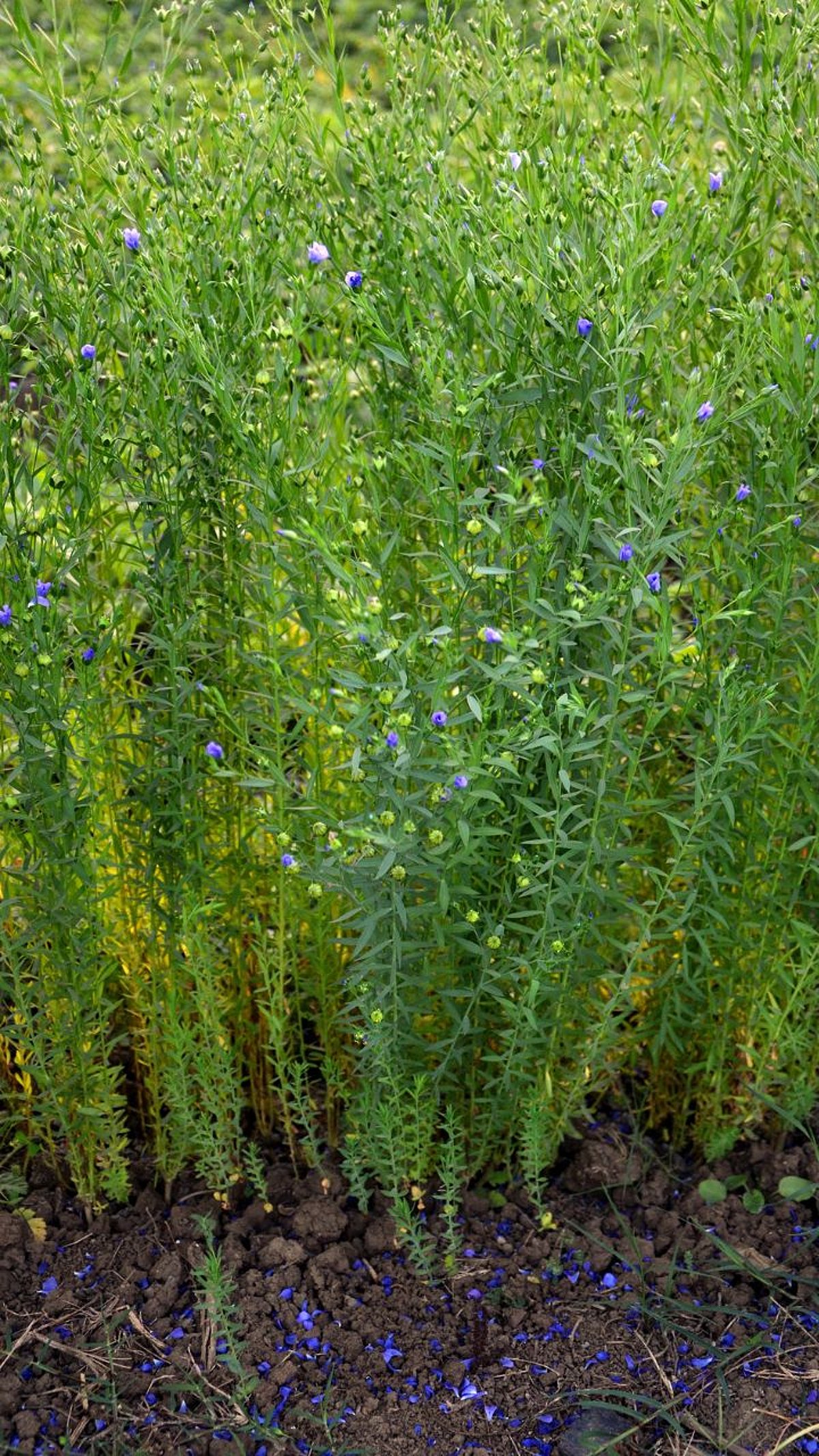 Linseed Cultivation : आरोग्यदायी जवस लागवडीसाठी आवश्यक गोष्टी ...