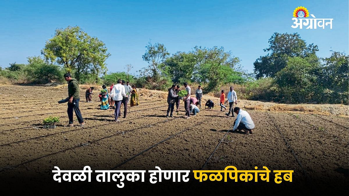 Agricultural Hub | देवळी तालुका होणार फळपिकांचे हब | Devli Taluka ...