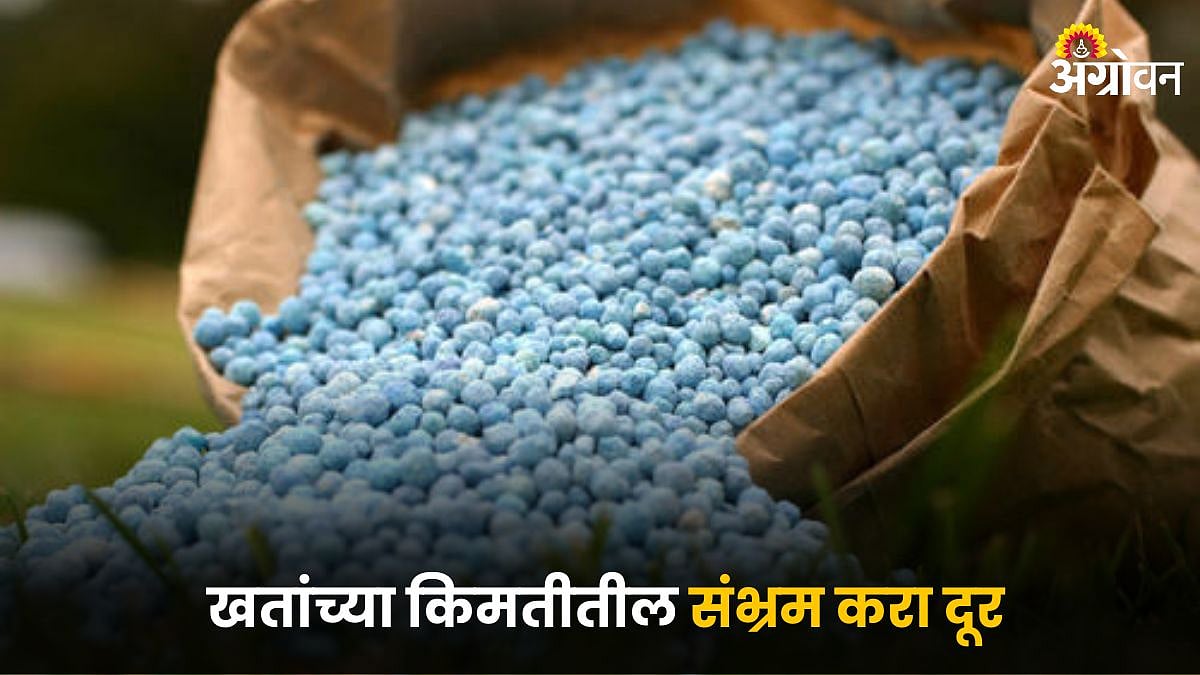 Chemical fertilizers price Issue : खतांच्या किमतीतील संभ्रम करा दूर ...