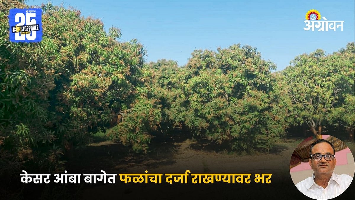 Kesar Mango Farming | केसर आंबा बागेत फळांचा दर्जा राखण्यावर भर ...
