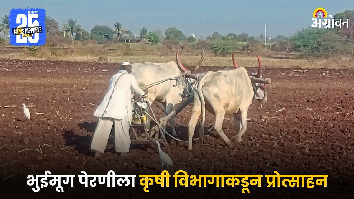 Groundnut Farming | भुईमूग पेरणीला कृषी विभागाकडून प्रोत्साहन ...