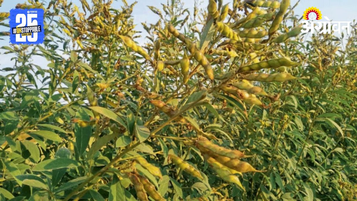Tur Crop Threshing| तूर पीक आले मळणीवर|The tur crop has arrived at the ...