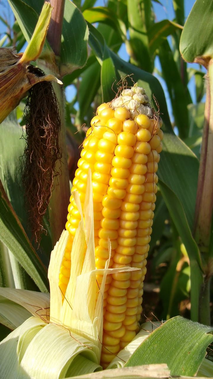 Maize Food : फक्त पॉप कार्नचं नाही तर मक्यापासून मिळतात एवढे पदार्थ|Not ...