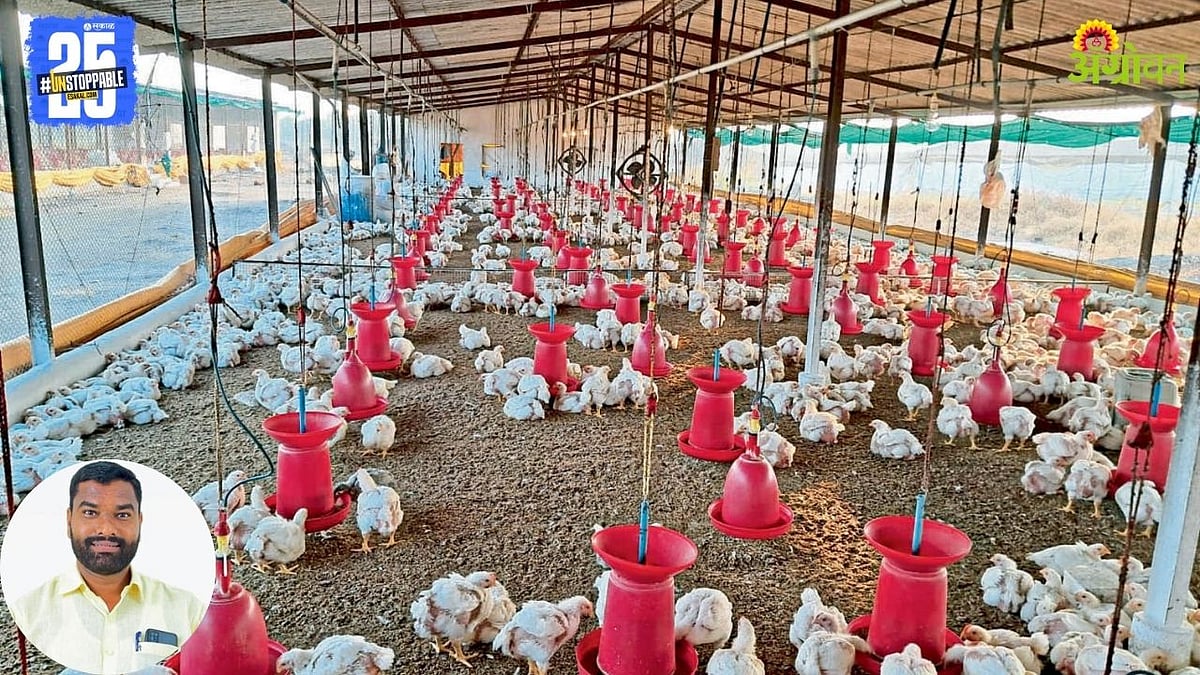 Poultry Farming | कुक्कुटपालन शेडमधील वातावरण थंड राखण्यावर भर ...