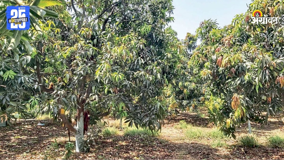 Kesar Mango Farming | केसर आंबा बागेत व्यवस्थापनावर भर | Emphasis on ...
