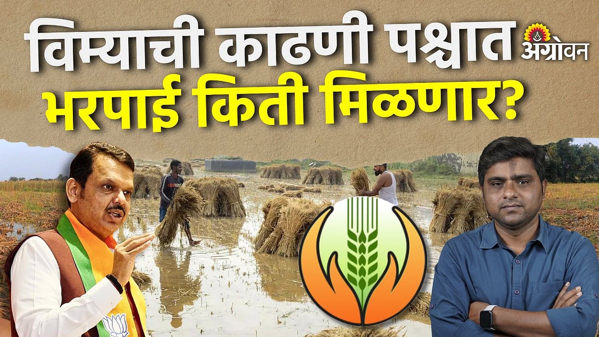 Farmer insurance claim after harvest: विम्याची काढणी पश्चात भरपाई किती ...