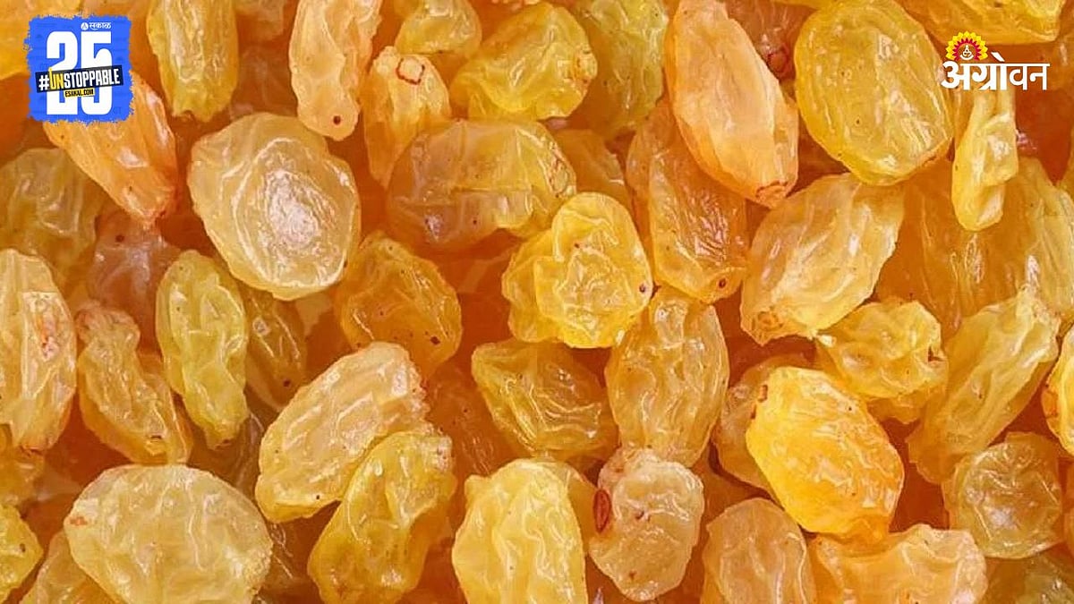 Chinese Raisins | चीनचा बेदाणा नेपाळमार्गे आयात शुल्कविना भारतात ...