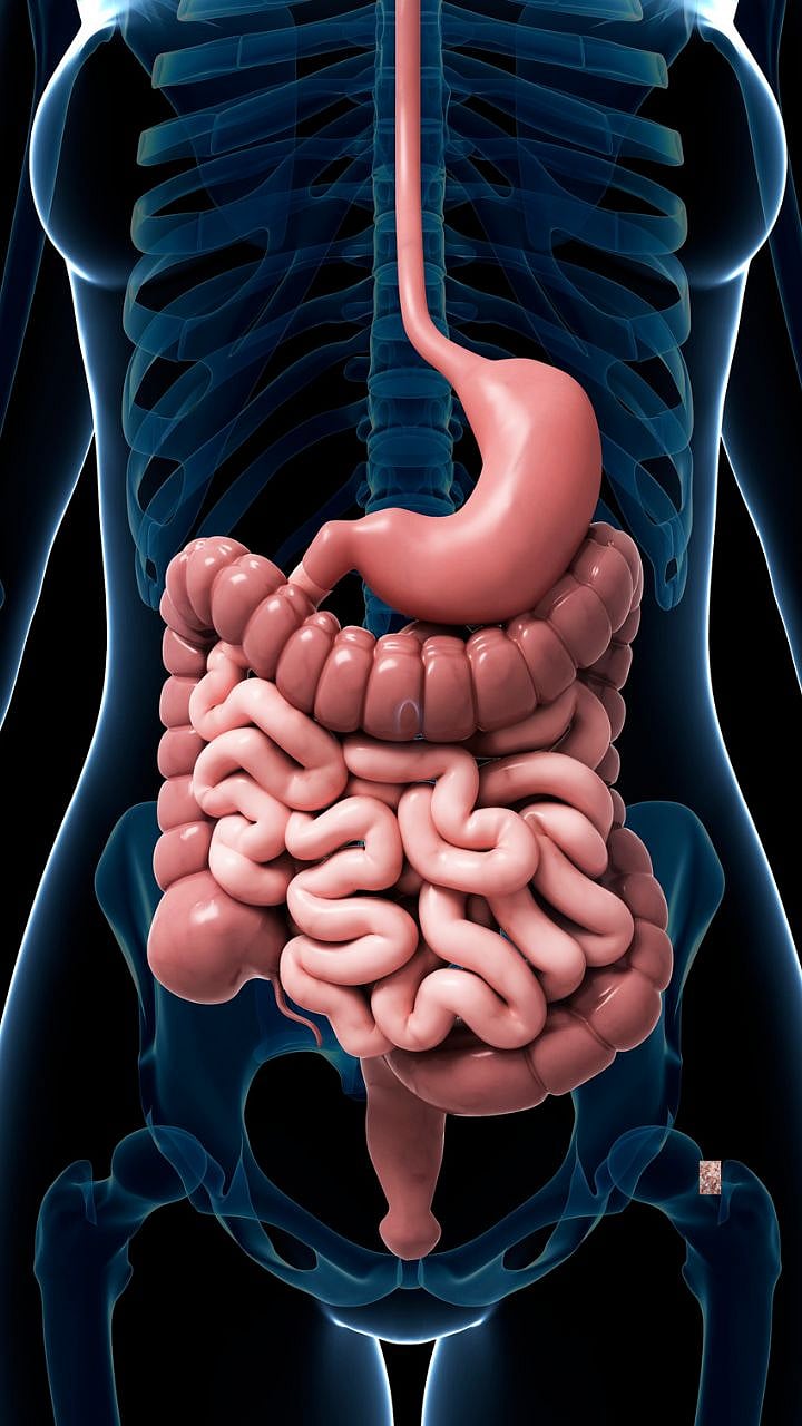 Strong Digestion Tips : पचनक्रिया सुधारण्यासाठी करा हे सोपे ५ प्रभावी ...