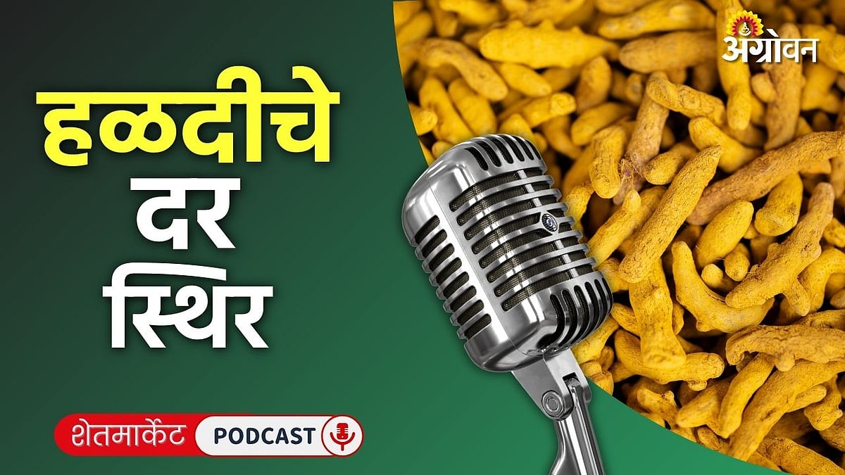 turmeric market rate: आजचे हळद, संत्रा, ज्वारी, गवार आणि लिंबाचे दर काय ...
