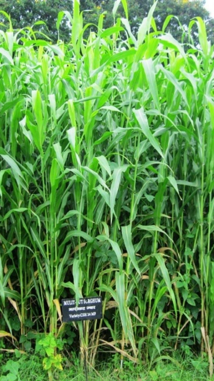 Green Fodder | हिरवा चारा तयार करा घरच्या शेतात; ज्वारी लागवडीचे सोपे ...
