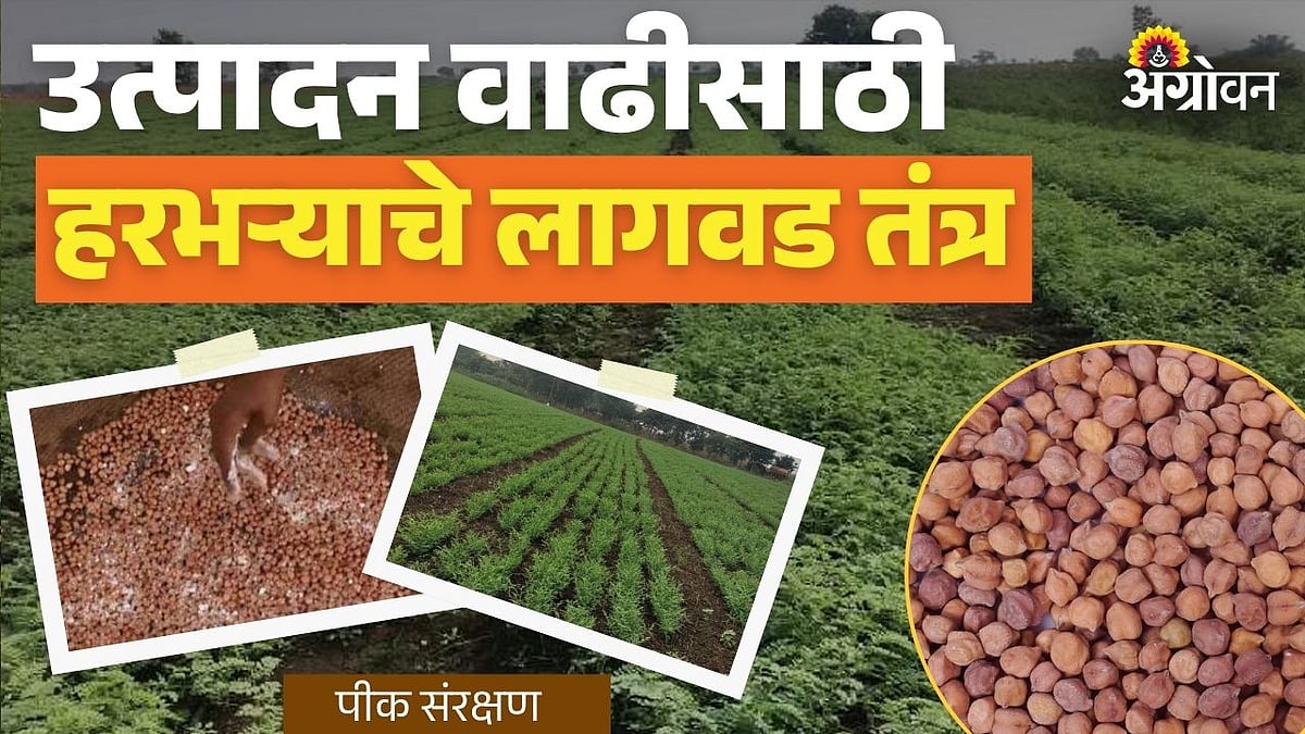 Chickpea Cultivation Techniques: उत्पादन वाढीसाठी हरभऱ्याचे लागवड तंत्र ...