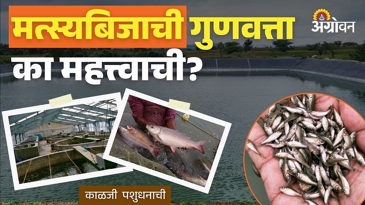 fish seed quality: मत्स्यबिजाची गुणवत्ता का महत्त्वाची? | Why Fish Seed ...