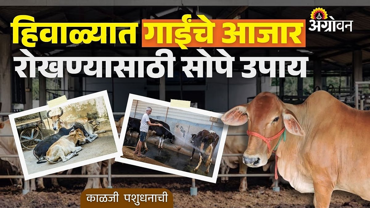 cow winter care: हिवाळ्यात गाईंचे आजार रोखण्यासाठी सोपे उपाय | Winter ...
