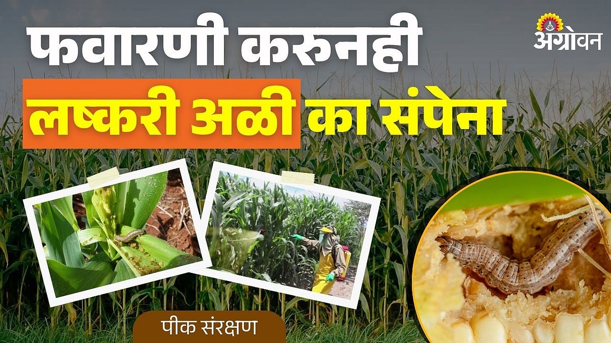 armyworm control methods: फवारणी करुनही लष्करी अळीचा नायनाट का होत नाही ...