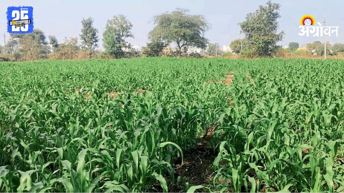 Rabi Season| जिंतूर तालुक्यात रब्बी पिके जोमात | Rabi crops are in full ...