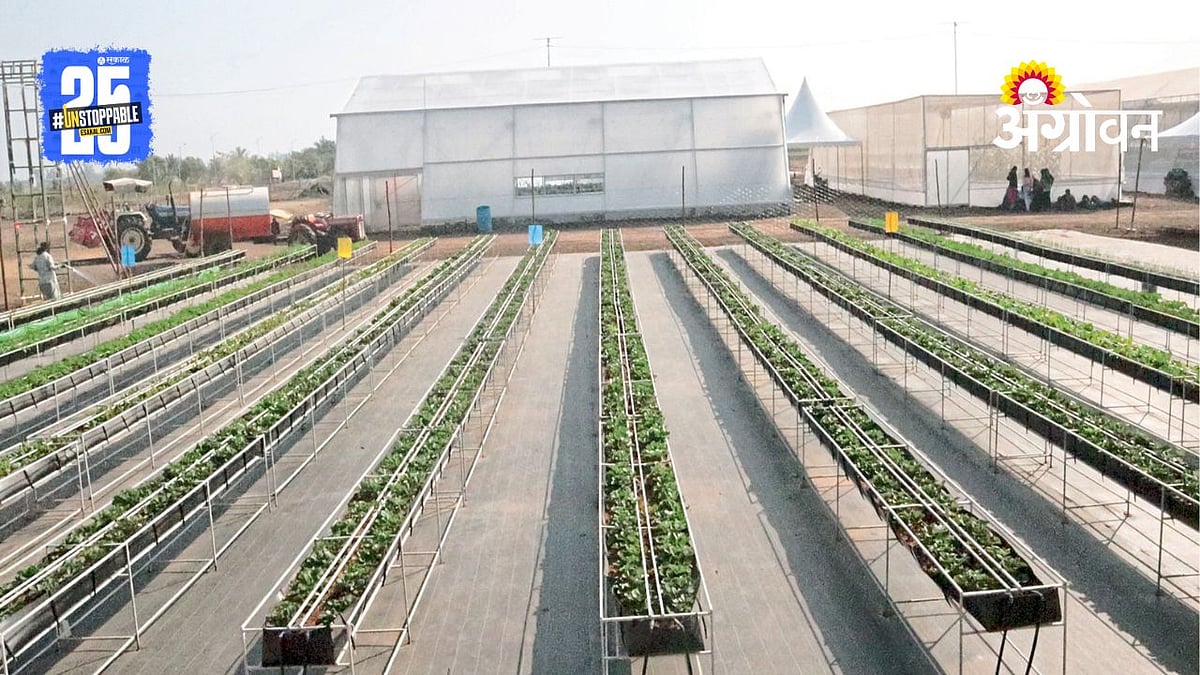 Soilless Farming | मातीविना शेती पद्धतीचे तंत्र | Soilless Farming ...