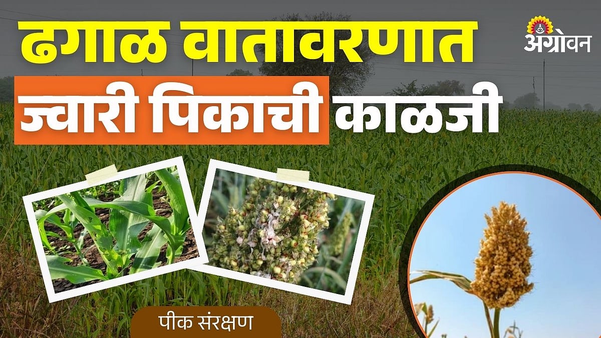 jowar disease control: ढगाळ वातावरणात ज्वारी पिकाची काळजी |Sorghum Crop ...