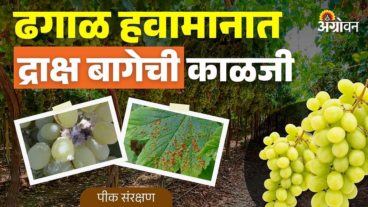 grape management: ढगाळ हवामानात द्राक्ष बागेची काळजी | Grape Vineyard ...
