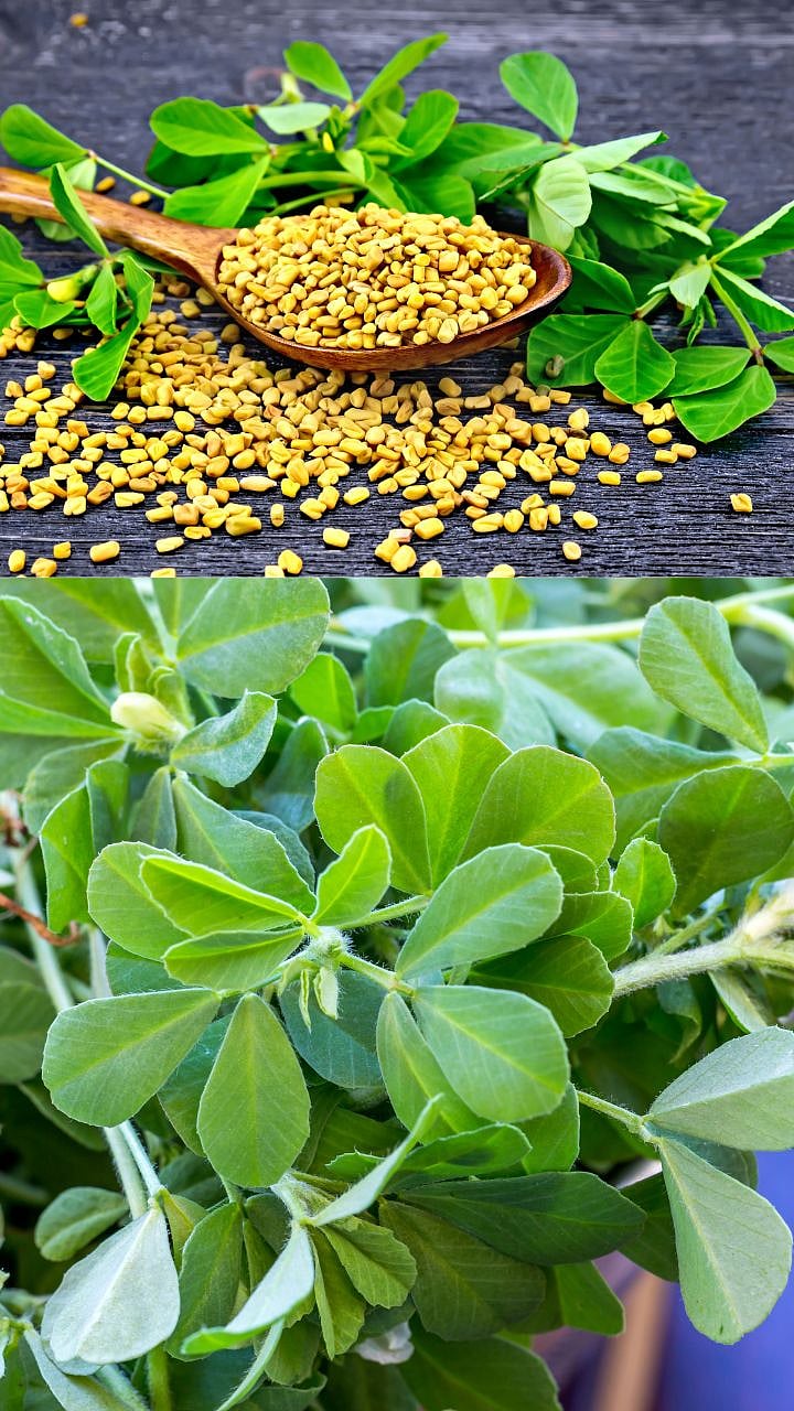 Radish Health Benefits: मुळा कोणत्या आजारांवर आहे गुणकारी? 9 Health Benefits Of Methi