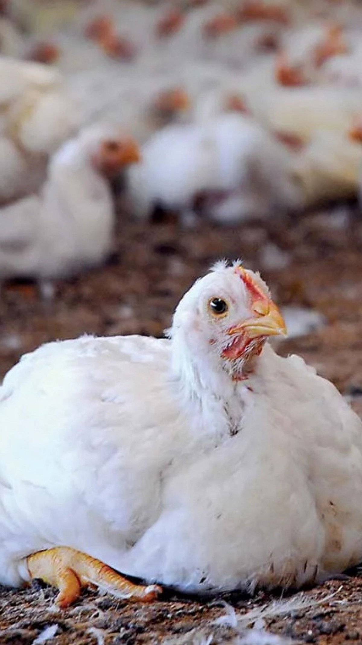 Climate Impact on Poultry | हवामान बदलाचा कुक्कुटपालनाला फटका! जाणून ...
