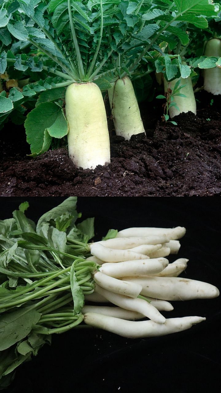 Radish Health Benefits: मुळा कोणत्या आजारांवर आहे गुणकारी? 7 Radish Health Benefits